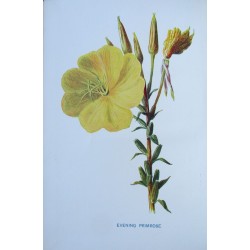 Familiar Wild Flowers