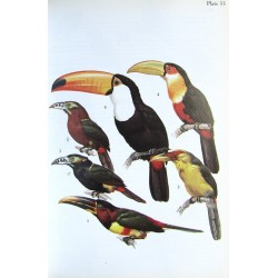 Ornithology: South American...
