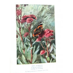 British Insect Life