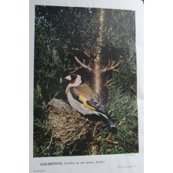 The Encyclopedia of British...